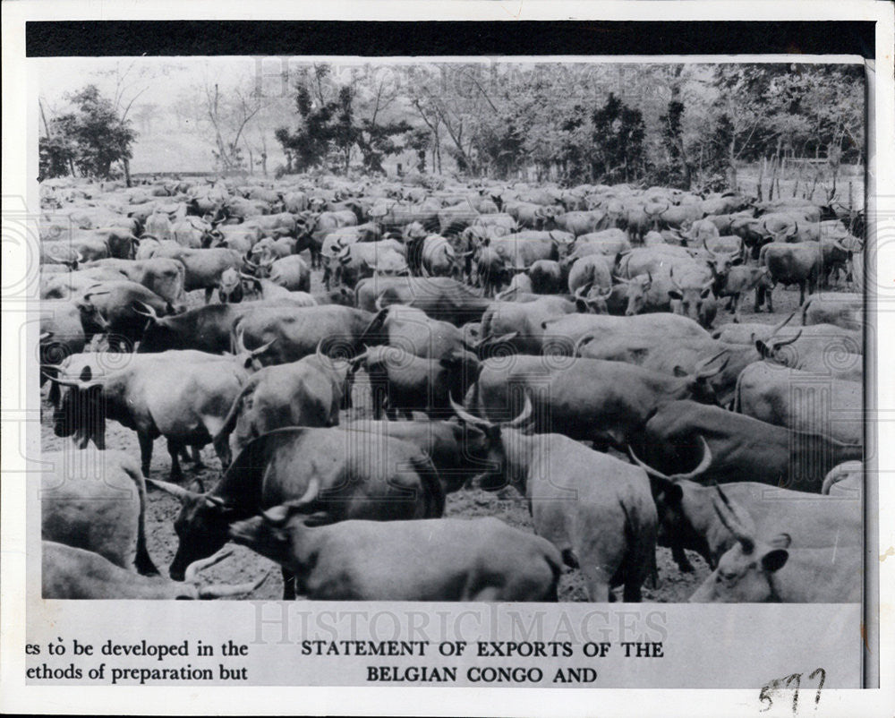 1960 Press Photo Cattle are Wealth to the Tribesmen of the Congo, Ruanda-Urundi - Historic Images