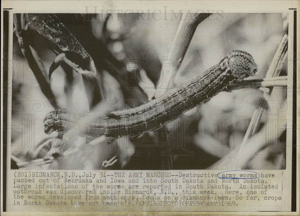 1969 Press Photo Destructive Army Worms Bismarck North Dakota Feeding on Grass - Historic Images