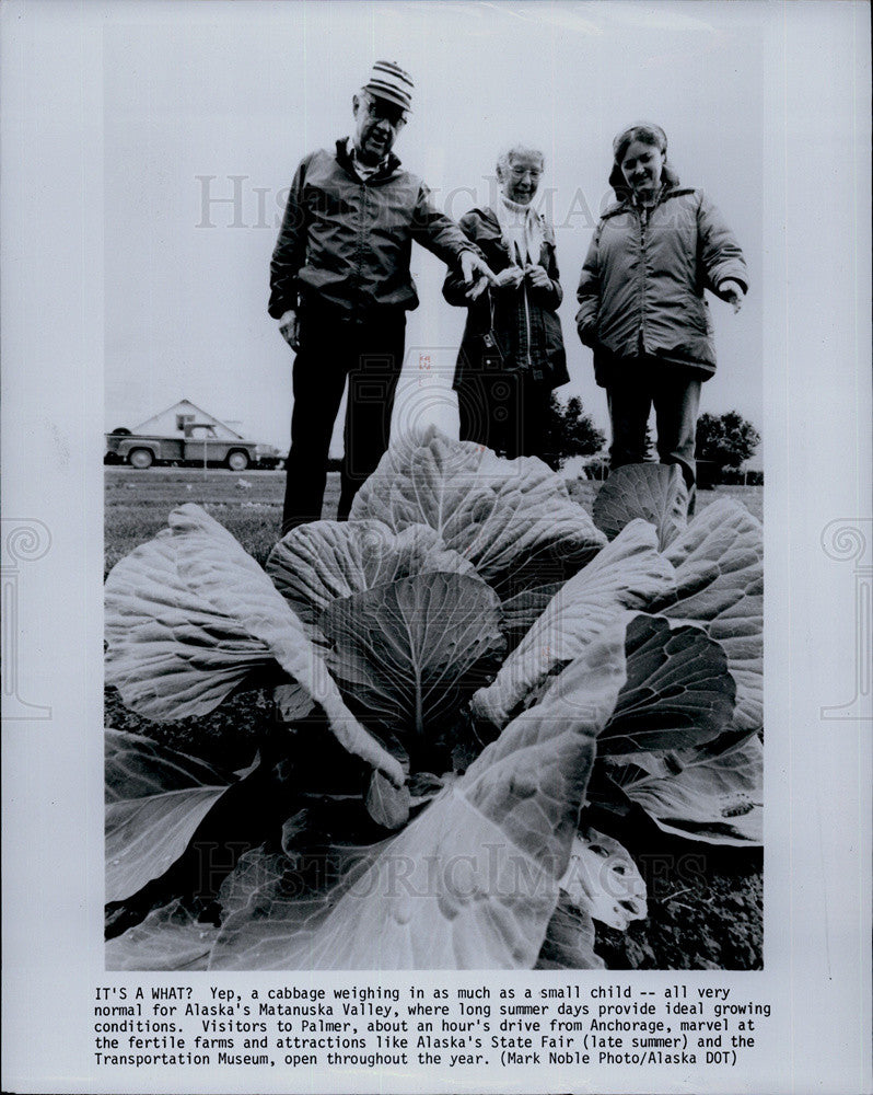 Press Photo Cabbage food weighing - Historic Images