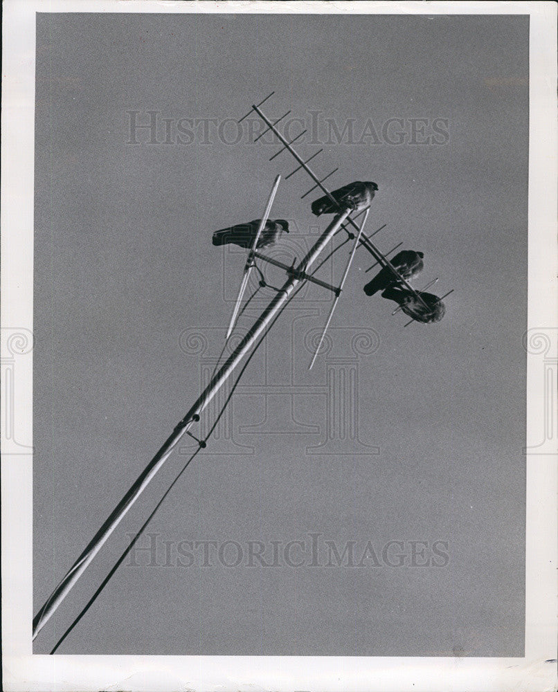 1963 Press Photo tv reception Birds Antennas - Historic Images