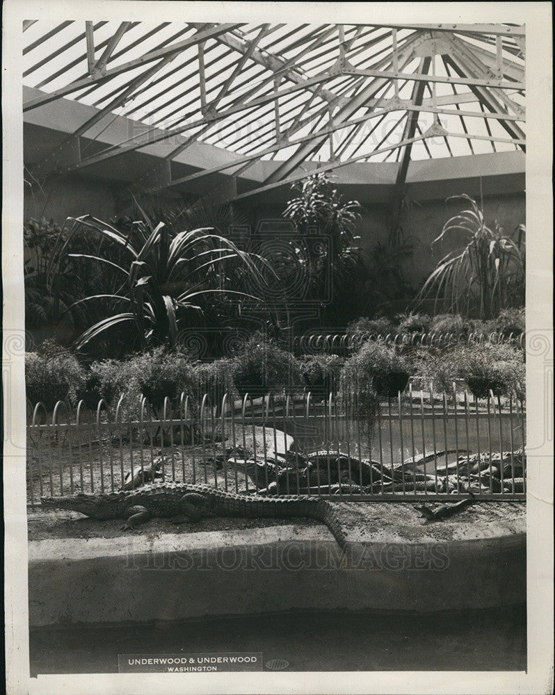 1931 Press Photo Alligator at the Washington Zoological Gardens - Historic Images