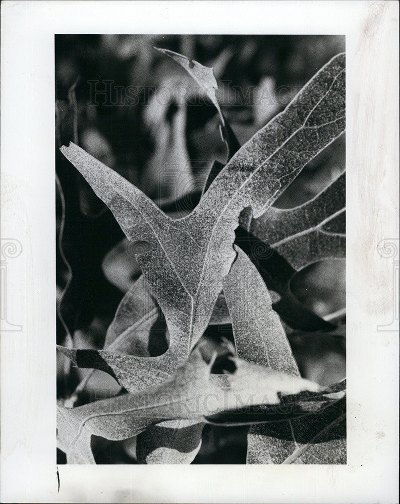 1978 Press Photo Dust Lays On Leaves From Trucks On Sunset Blvd For Gulf Square - Historic Images