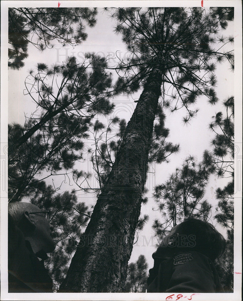 1963 Press Photo 80 foot slash pine Tree Improvement Program Florida forest - Historic Images