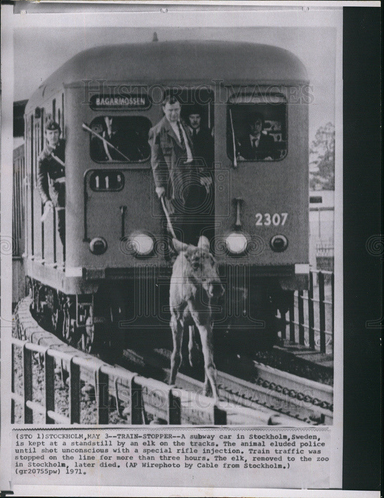 Press Photo Baby Elk at Subway Train Stockholm Sweden - Historic Images