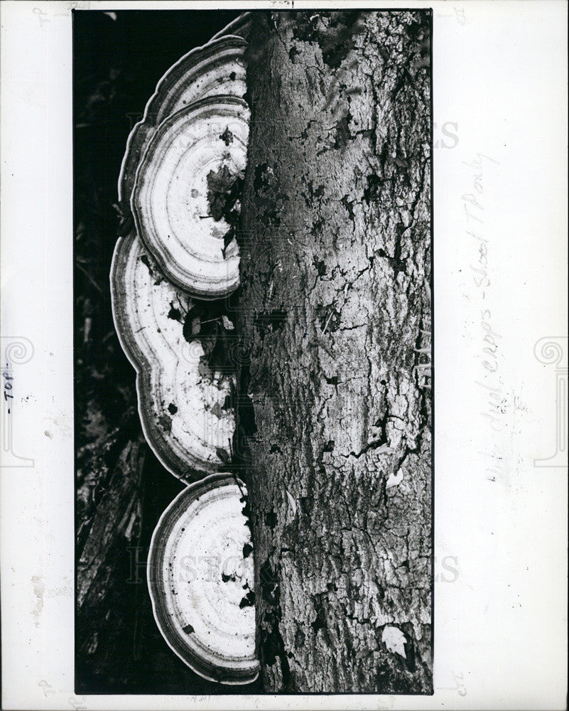 1987 Press Photo Growth of fungus arches on a dead tree - Historic Images