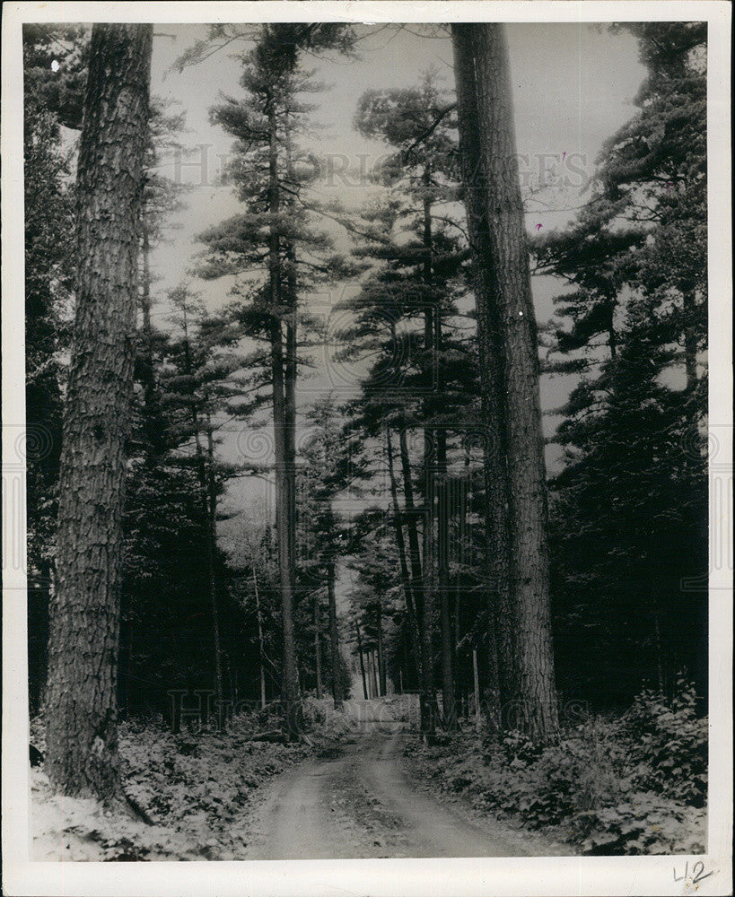 1958 Press Photo McFarlane Trail Forest Minnesota - Historic Images