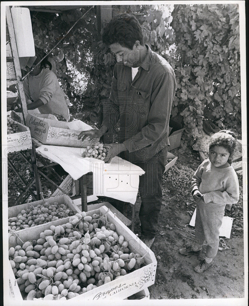 1970 Press Photo Raphael Cardona Picks Grapes With Daughter Alejandra - Historic Images