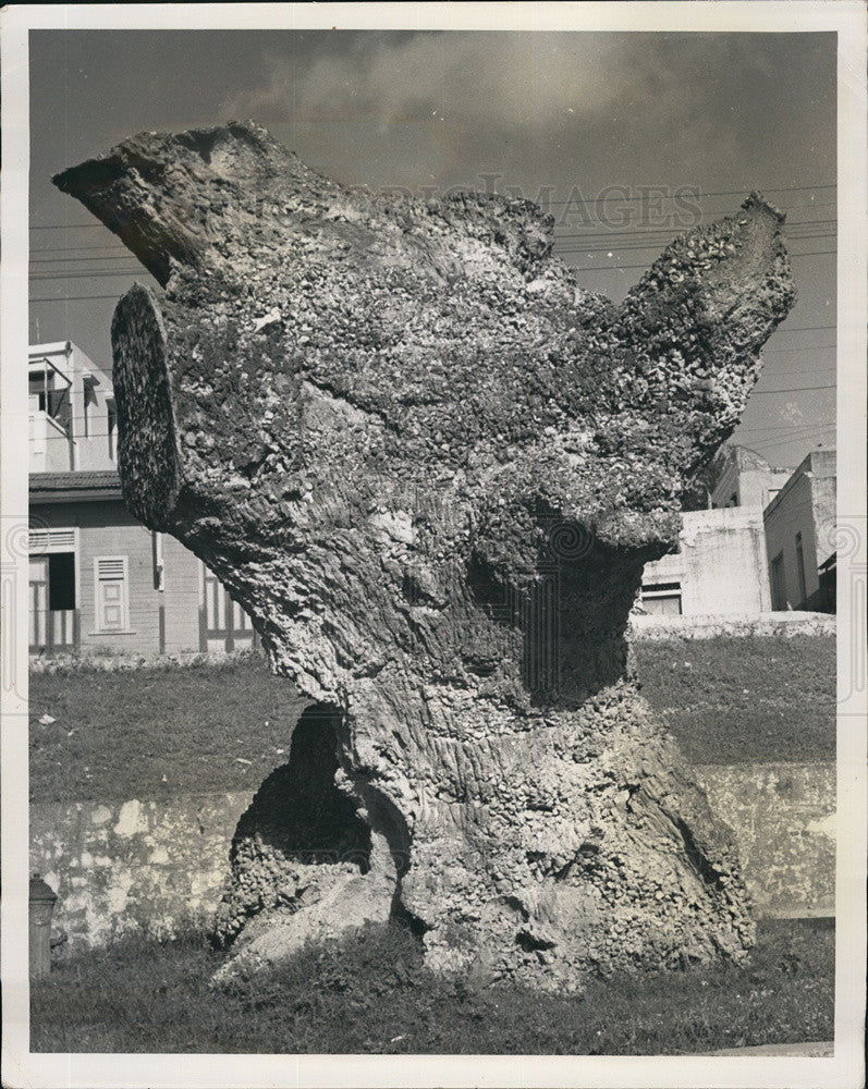 Press Photo Base of the Tree that Christopher Columbus Moored the Santa Anna too - Historic Images