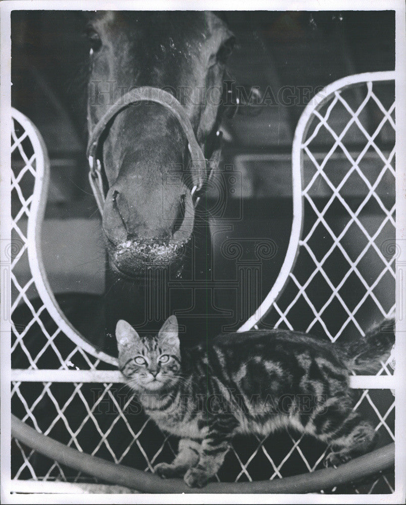 1976 Press Photo Cat Maurice Around Horse Winsomelosesome Florida Downs - Historic Images