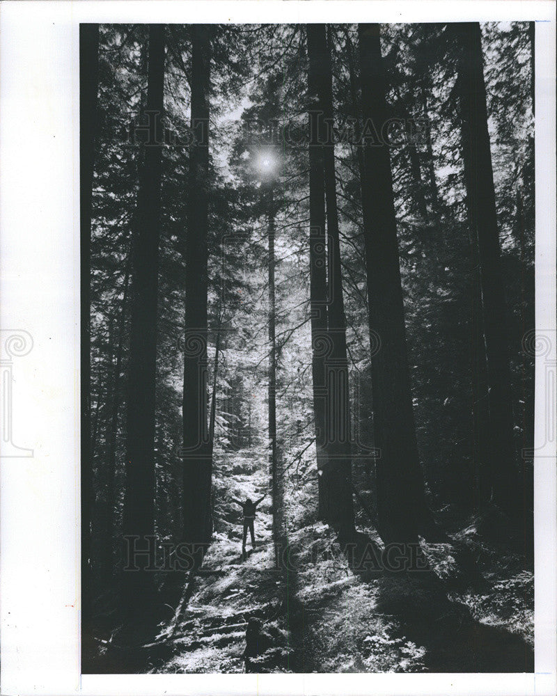 1976 Press Photo Sun Shines Through Trees With Hiker Raising Hands To Heaven - Historic Images