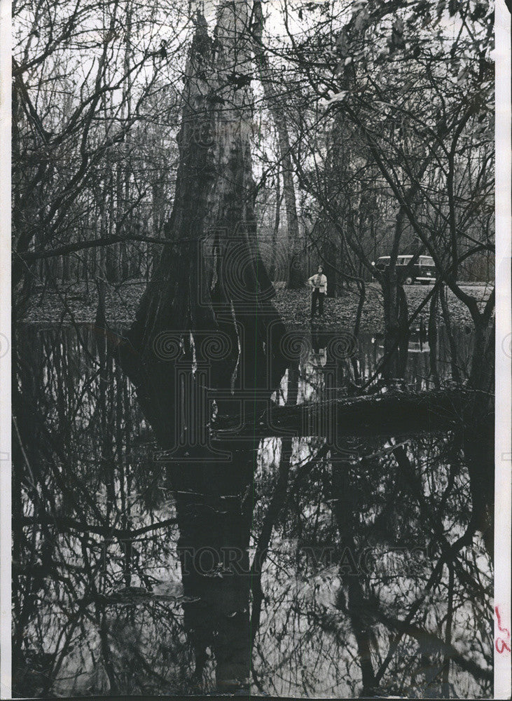 1953 Press Photo Trees In Water In Austin Texas - Historic Images