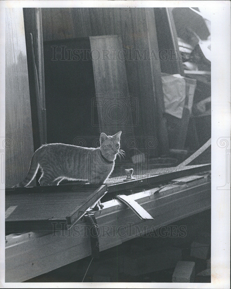 1976 Press Photo Cat amid wreckage westgage Family park - Historic Images