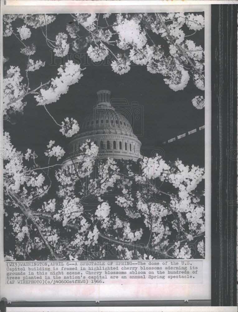 1966 Press Photo of the dome of the U.S. Capitol Bldg. framed by cherry blossoms - Historic Images