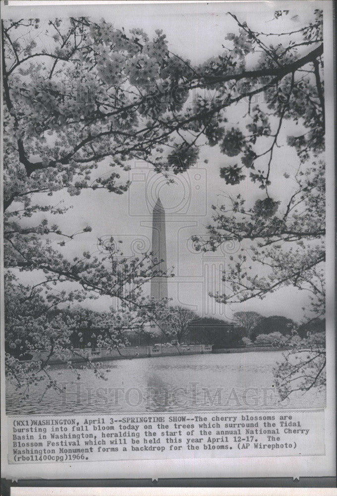 1966 Press Photo of the Washington Monument framed by blooming cherry trees - Historic Images