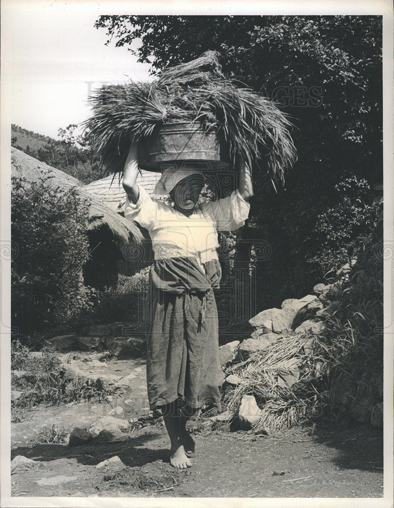 1964 Press Photo South Korean woman carries rice seedlings - Historic Images