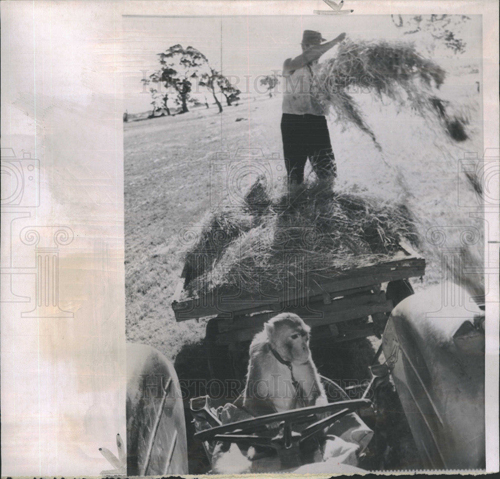 1963 Press Photo Rhesus Monkey Driving Tractor - Historic Images