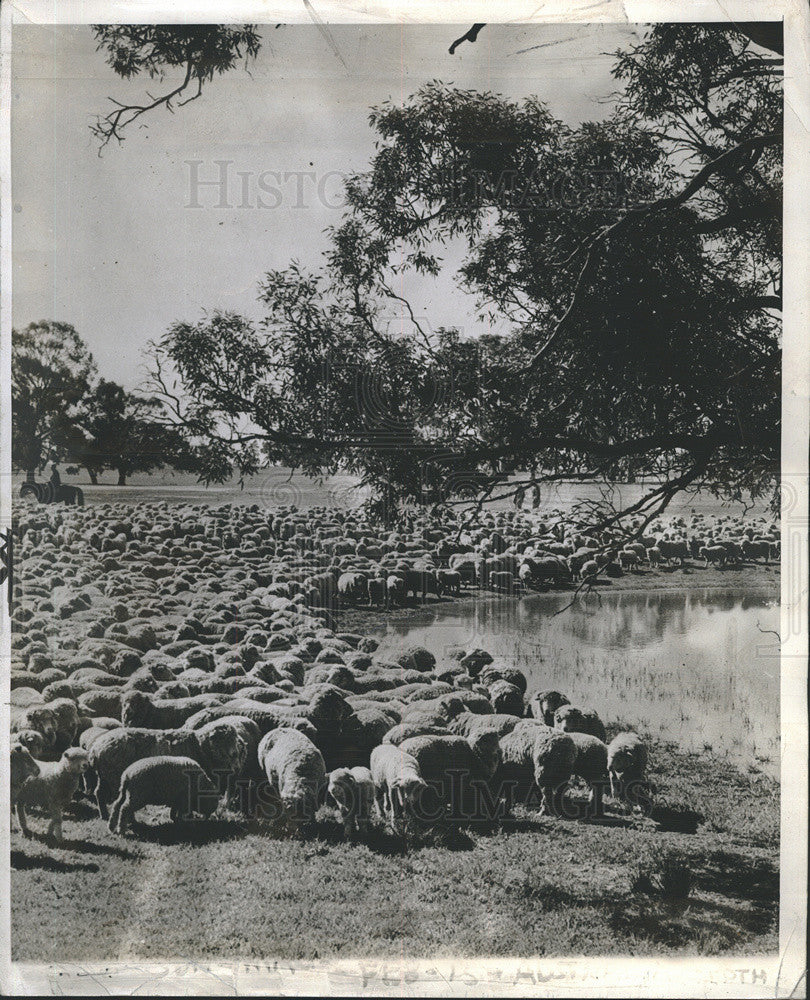 1942 Press Photo Sheep Fourth World&#39;s Wool Supply Australia - Historic Images