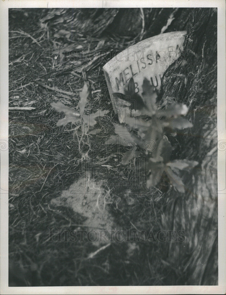 1973 Press Photo Overgrown Grave Marker Istachatta Florida - Historic Images