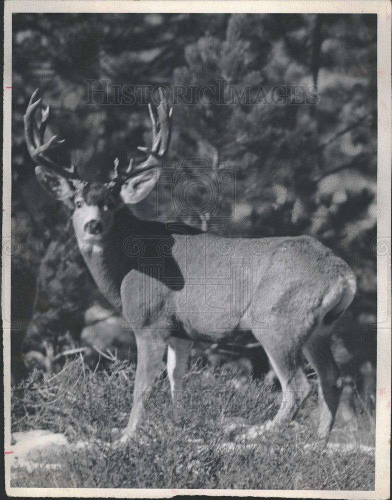 1976 Press Photo A buck deer in Colorado - Historic Images