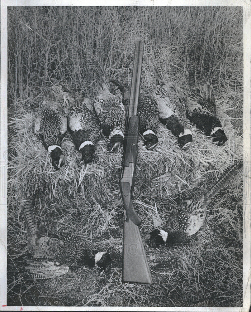 1980 Press Photo 8 pheasants and the gun that bagged them - Historic Images