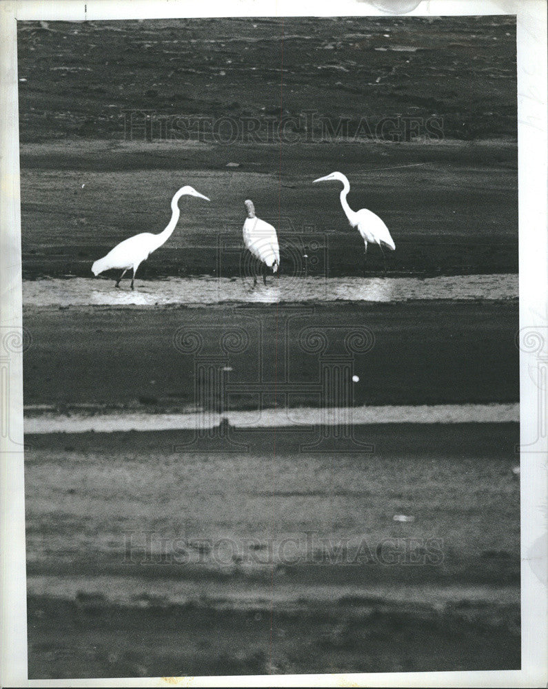 1979 Press Photo Cranes In Taylor Lake In Largo - Historic Images