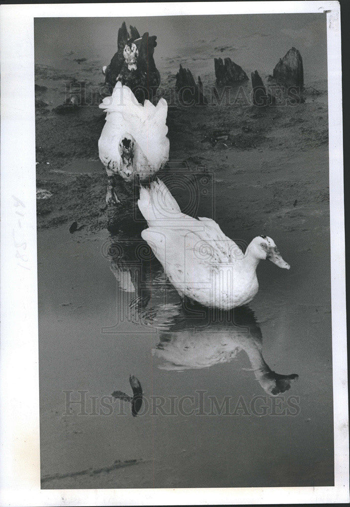 1977 Press Photo Ducks Swim On Taylor Lake - Historic Images