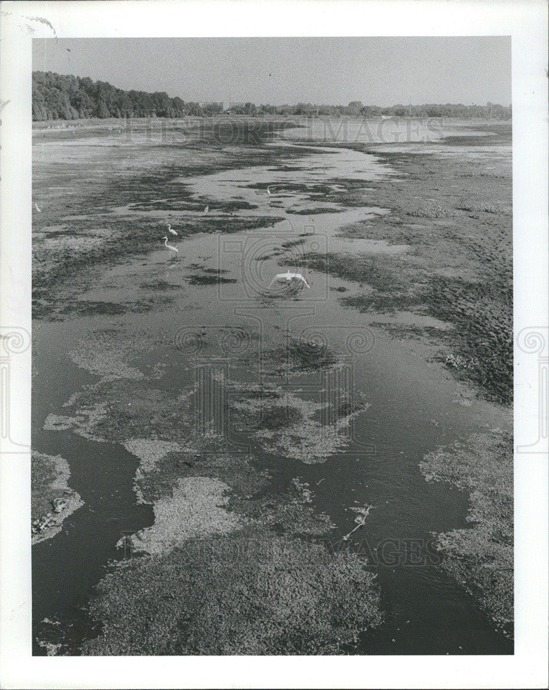 1981 Press Photo Draining of Taylor Lake creates field day for hungry birds - Historic Images