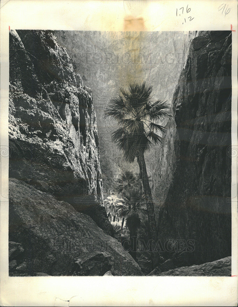 1970 Press Photo Washington Palm Trees in Palm Canyon in Kofa Mountains - Historic Images