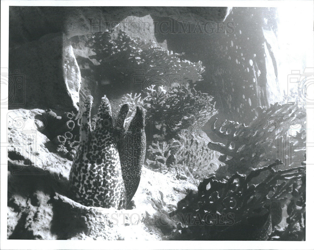 Press Photo Moray Eels at Sea World in Florida - Historic Images