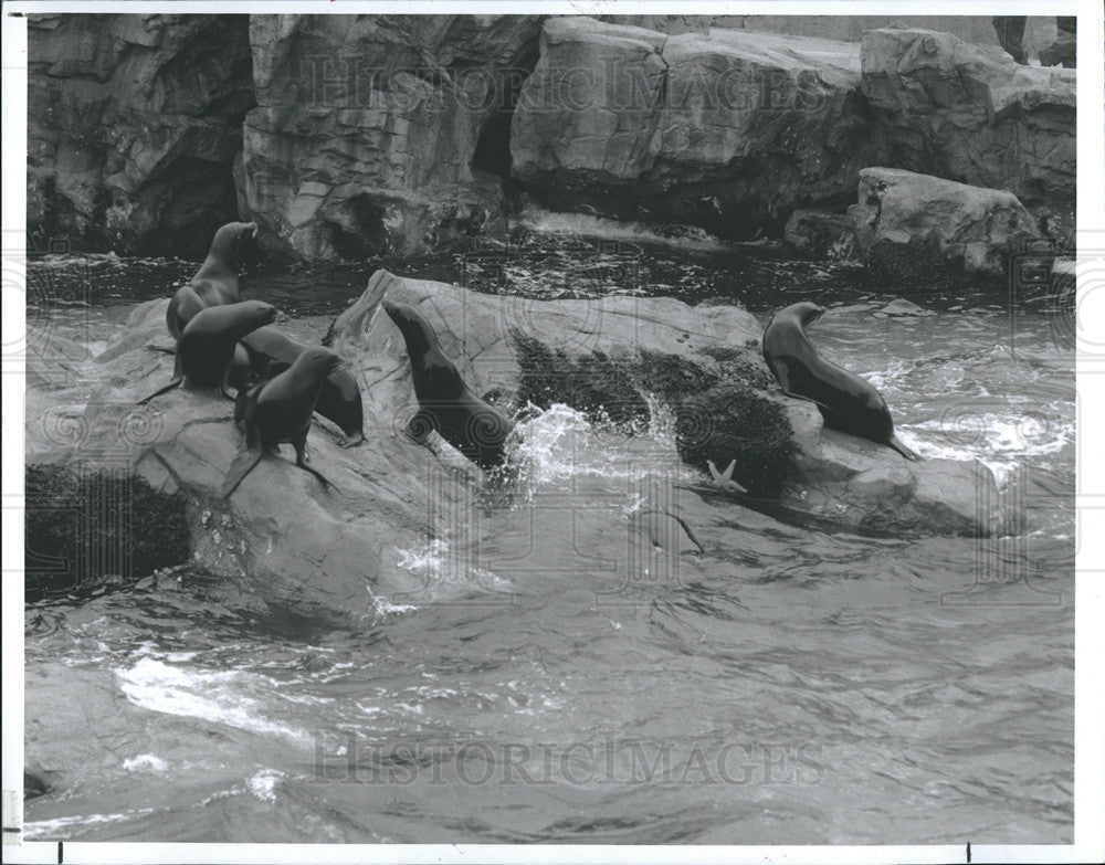 1993 Press Photo Pacific Point Preserve is the Sea Lions home at Sea World - Historic Images