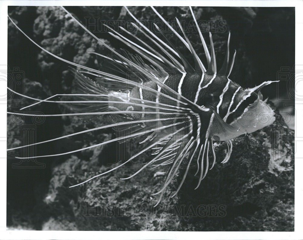 1991 Press Photo Lionfish at Sea World - Historic Images