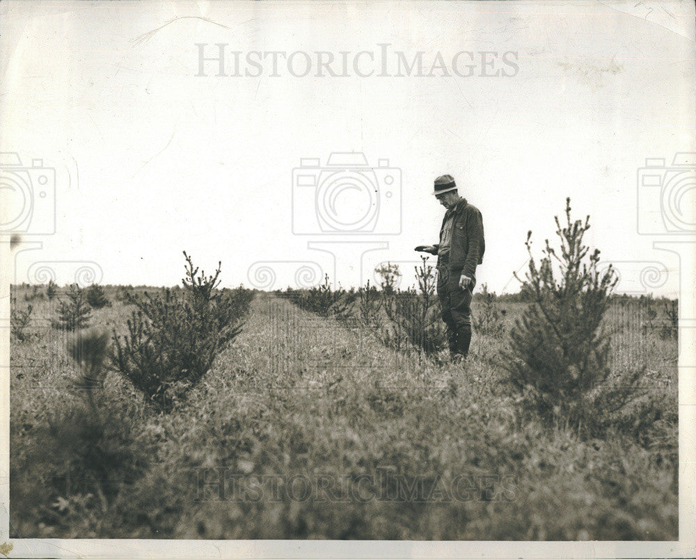 1937 Press Photo Grover Zettle watches over trees as part of reforestation - Historic Images