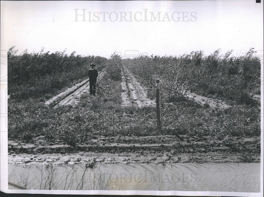 1937 Press Photo Experimental Shelter belt of trees in Okla to act as windbreaks - Historic Images