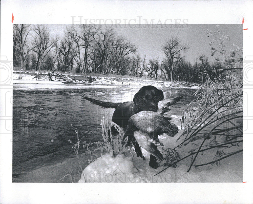 1978 Press Photo Black Lab Retreiving Duck Along South Platte River&#39;s Snowy Bank - Historic Images