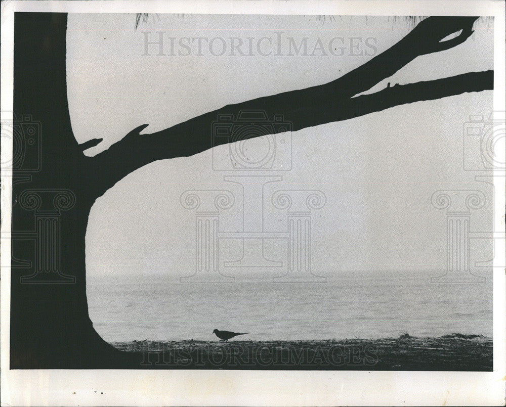 1979 Press Photo Scenic shot of a tree, bird &amp; a beach - Historic Images