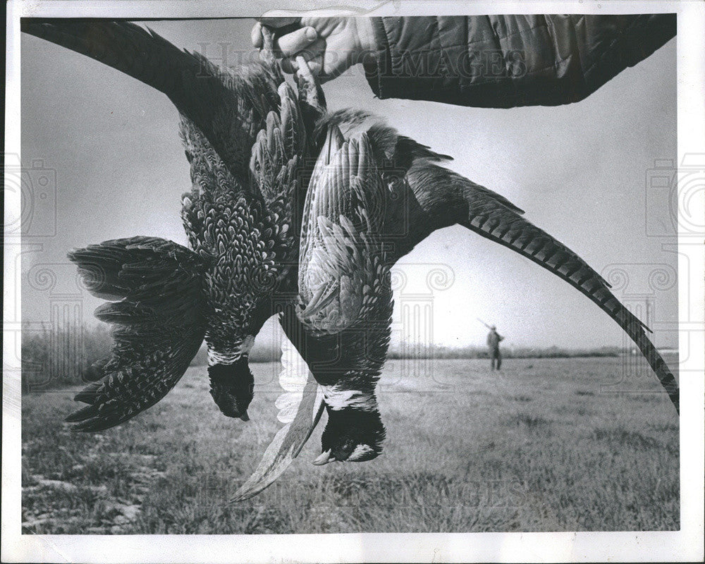 1977 Press Photo Hunting - Birde (pheasants) - Historic Images