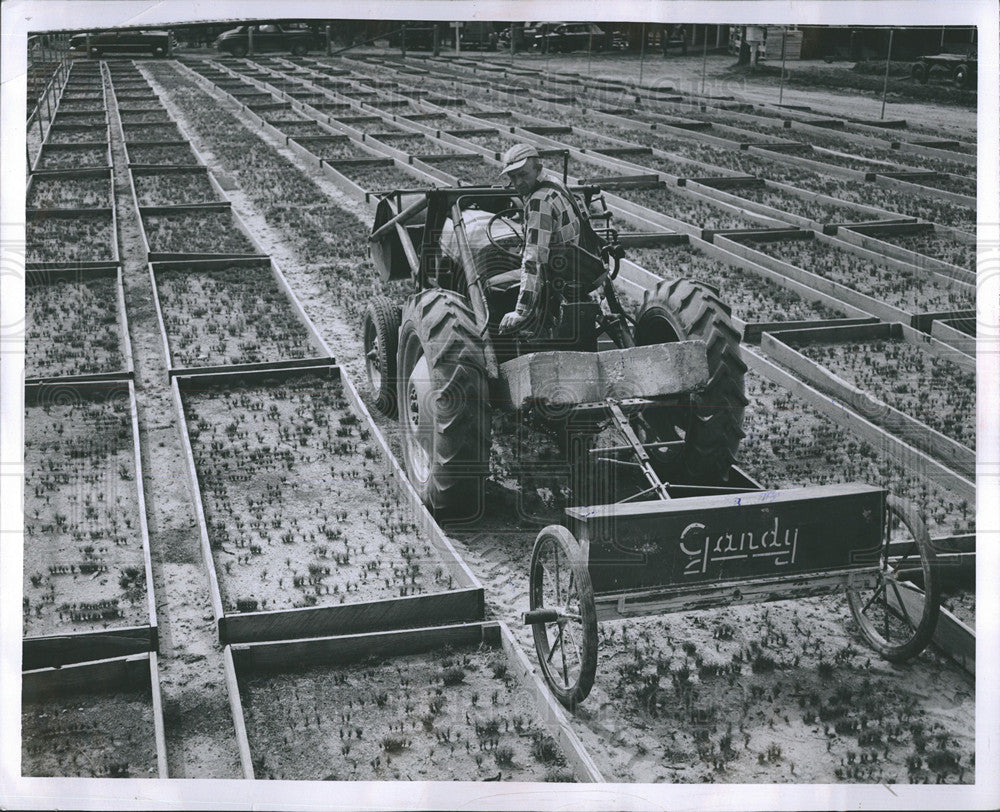 1954 Press Photo Pine sprouts being fertilized at the Higgins Lake Nursery. - Historic Images