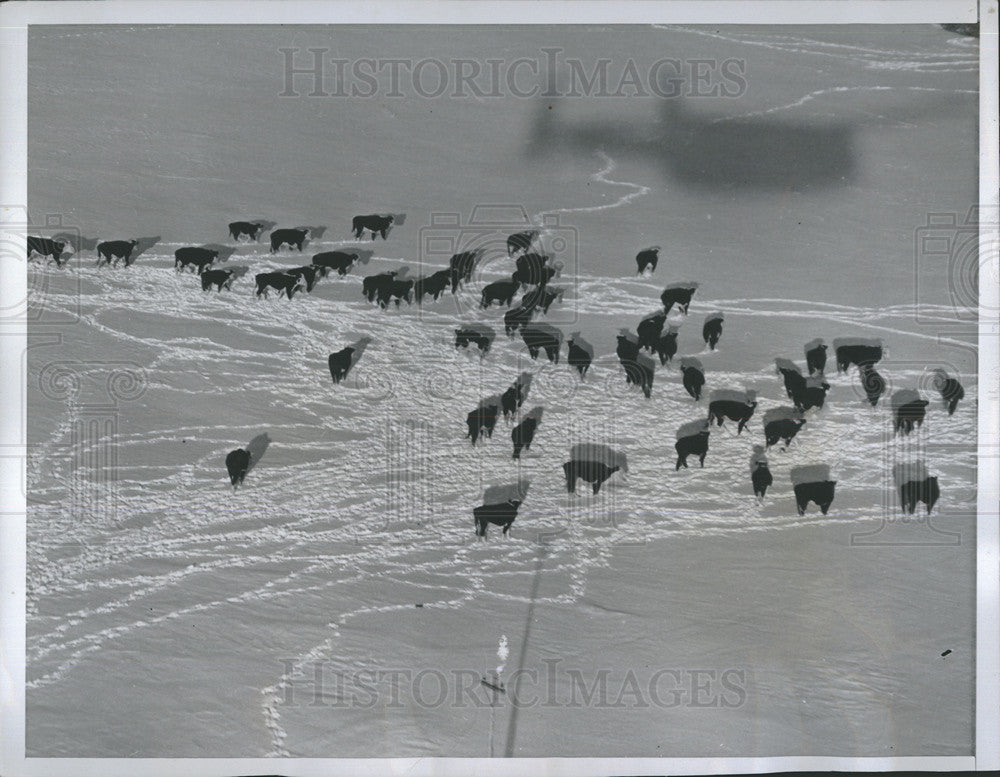 1949 Press Photo Snowstorm, Cattle Stranded - Historic Images