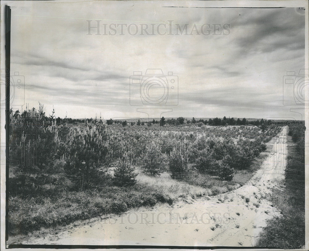 1929 Press Photo Pines Reforestation In Michigan - Historic Images