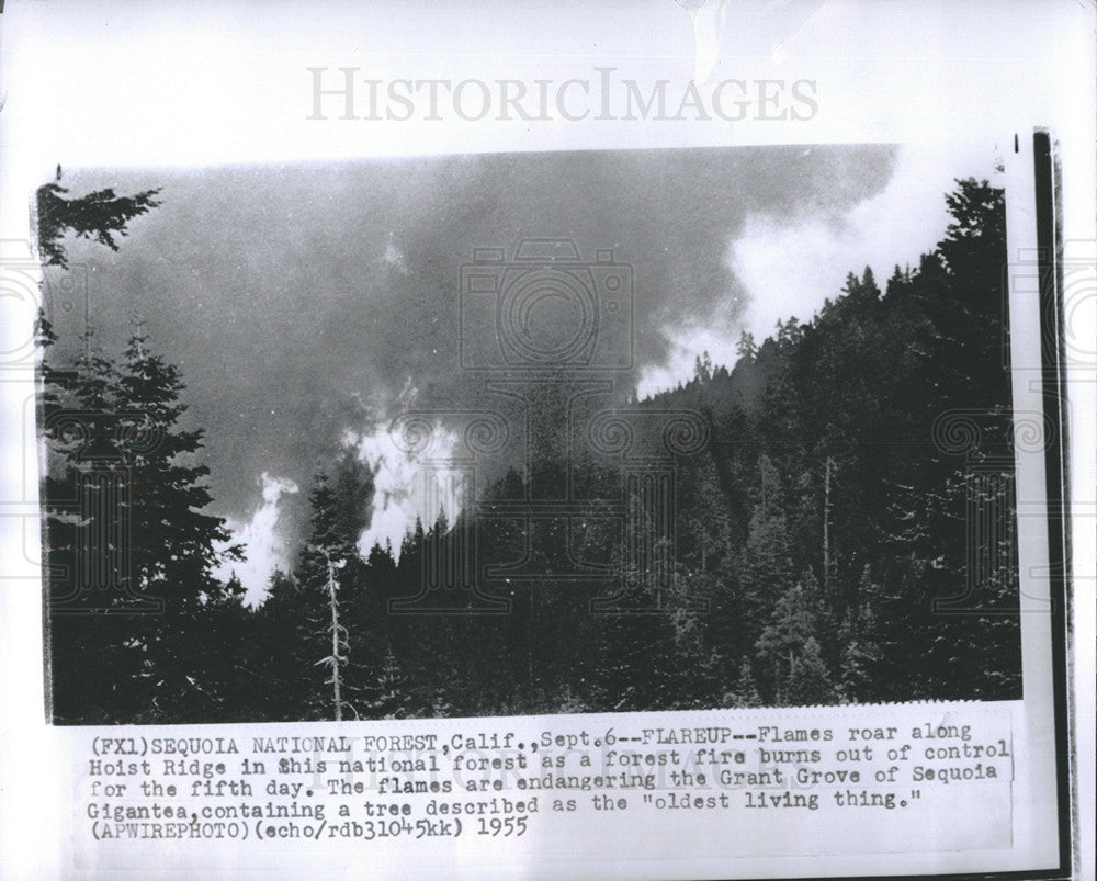 1955 Press Photo Forest Fire, Hoist Ridge, Sequoia National Forest - Historic Images