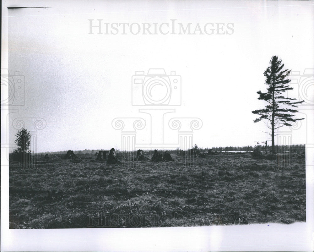 1963 Press Photo White Rat Plains near Grand Rapids Michigan - Historic Images