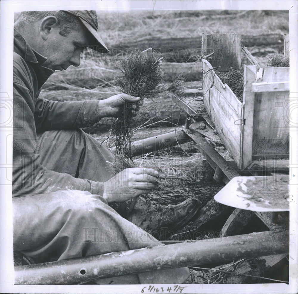 1960 Press Photo Joseph Muzyl Separating White Pine Seedlings - Historic Images