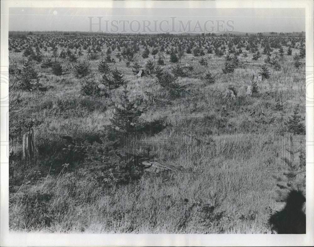 1939 Press Photo Higgins Lake Mich,Detroit News reforestation - Historic Images