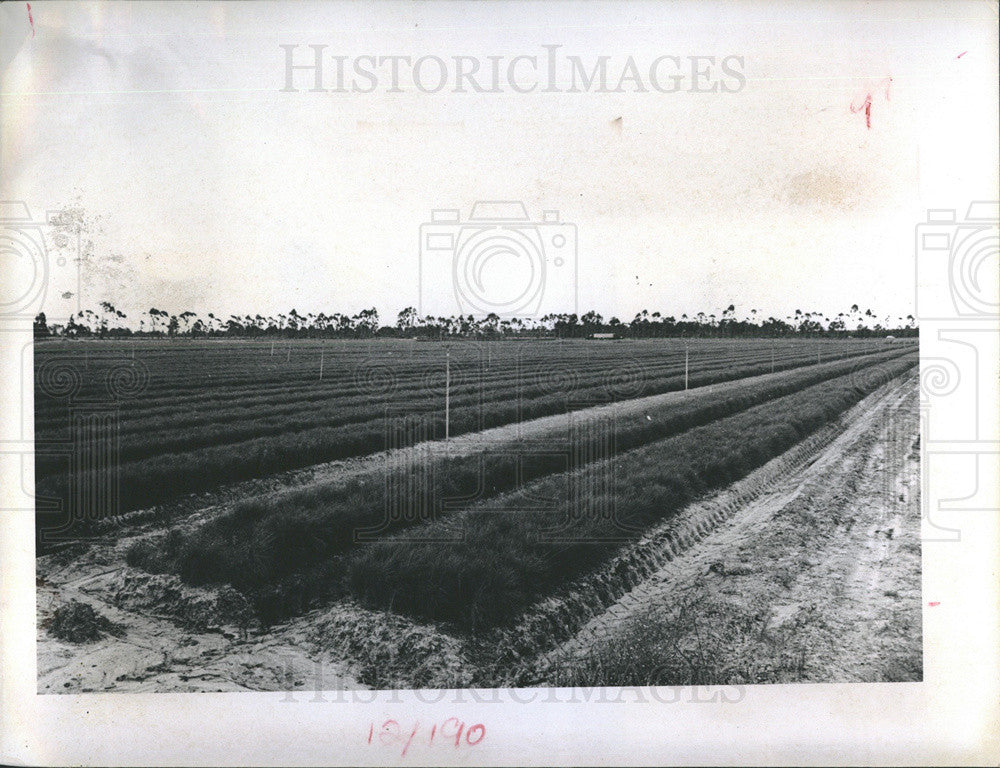 1970 Press Photo Trees Grown At Herren Nursery - Historic Images