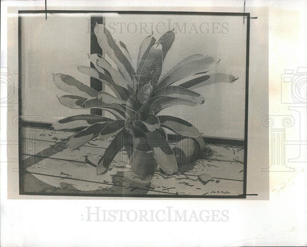 1978 Press Photo &quot;Repotted&quot; Water Color Painting By Joe B. Peyton On Exhibit - Historic Images