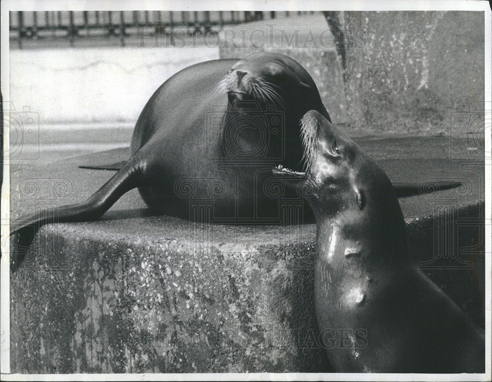1973 Press Photo New York Central Park Zoo Seal Sea Lion - Historic Images