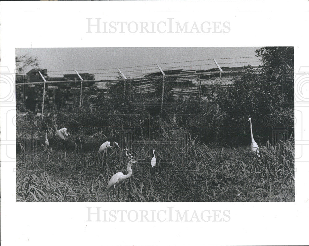 1982 Press Photo Clearwater&#39;s Few Habitats Left on Memorial Causeway - Historic Images