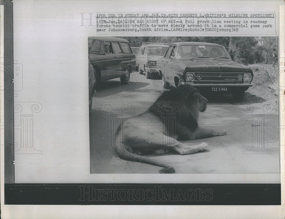 1969 Press Photo Lion Blocks Traffic At Commercial Game Park In South Africa - Historic Images