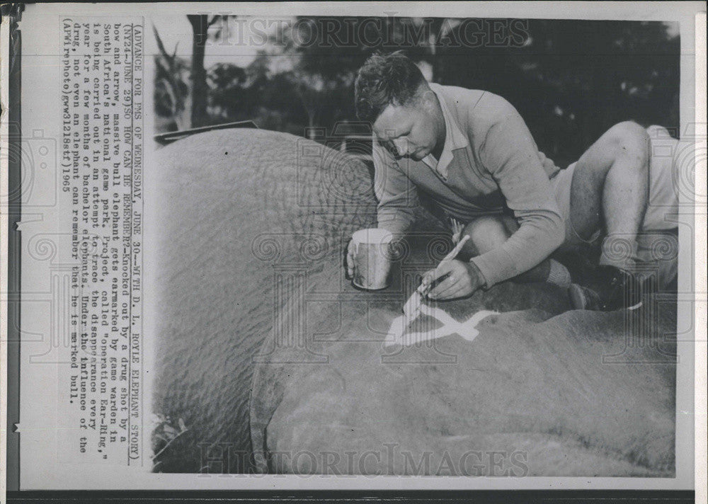 1965 Press Photo Bull Elephant Ear Marked By Game Warden In South Africa Park - Historic Images