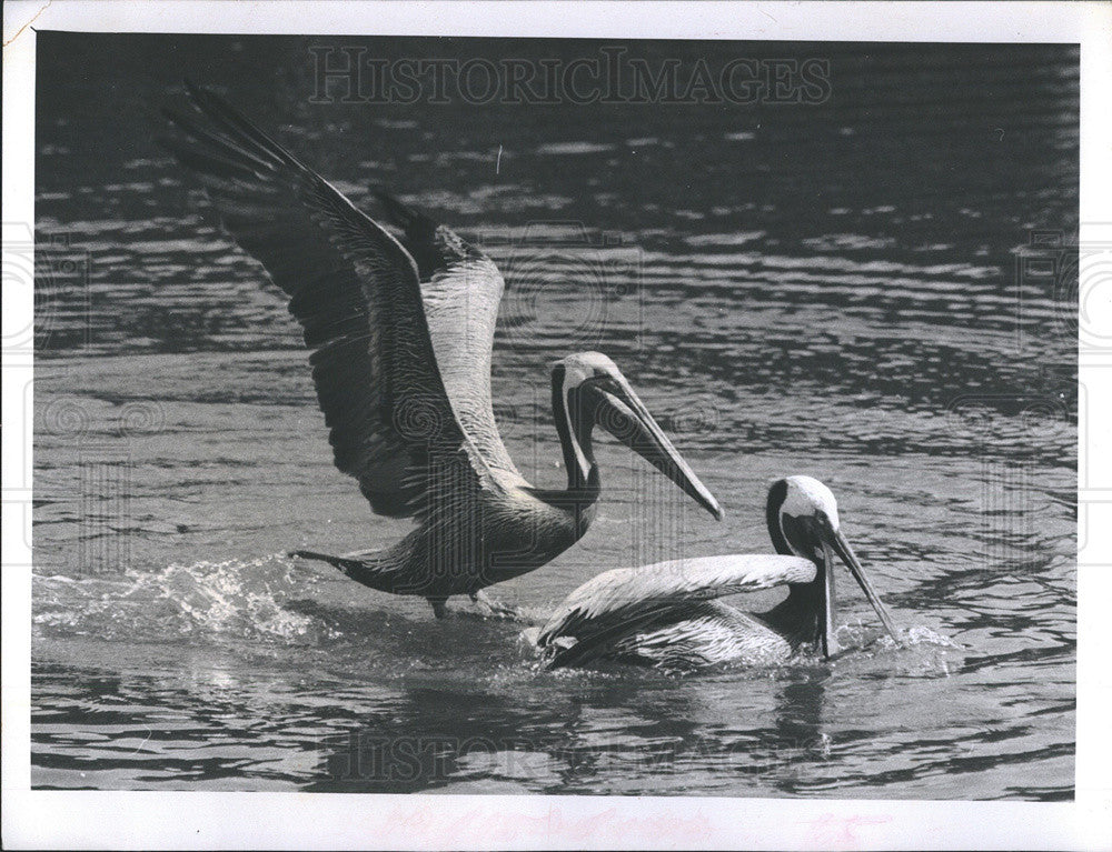 1952 Press Photo Brown Pelican Declared Endangered Species - Historic Images